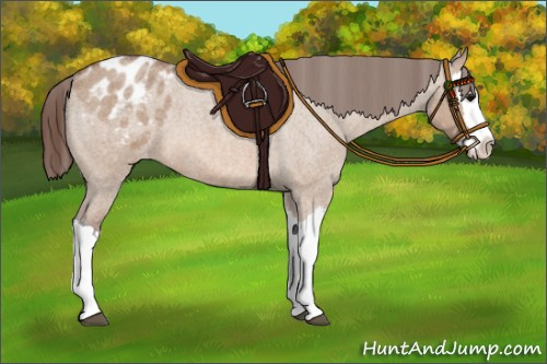 Horse Color:Bay Roan Dun Splash Appaloosa 
