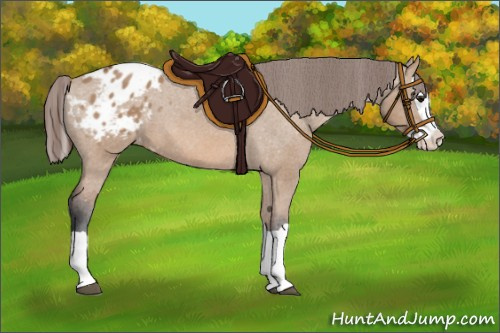 Horse Color:Bay Dun Splash Appaloosa 
