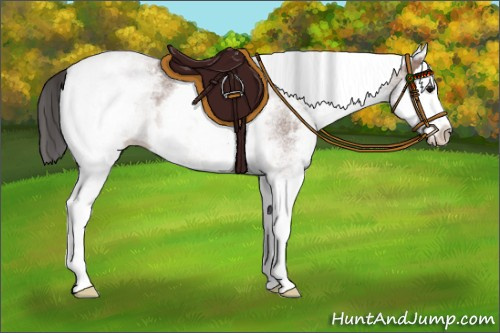 Horse Color:White Spotted Bay Roan Splash 