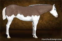 Horse Color:Silver Black Splash 