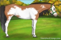 Horse Color:Bay Splash Frame 
