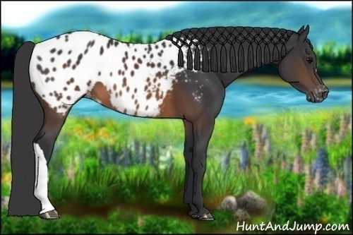Horse Color:Brown Appaloosa 