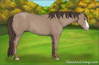 Horse Color:Classic Champagne Splash