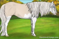 Horse Color:Cremello Splash 