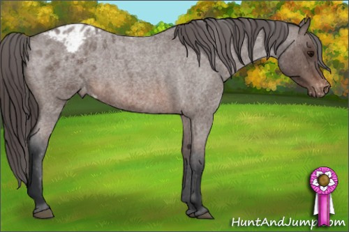 Horse Color: Brown Roan Blanket 