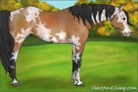 Horse Color:Bay Ice Frame 