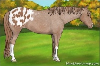 Horse Color:Chestnut Appaloosa 