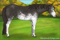 Horse Color:White Spotted Liver Chestnut Sabino 