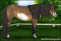Horse Color:Buckskin Sabino Frame