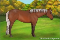 Horse Color:Silver Bay 