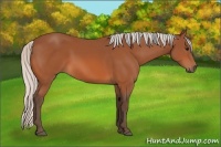 Horse Color:Silver Bay 