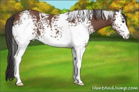 Horse Color:White Spotted Bay 