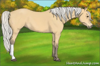 Horse Color:Silver Buckskin 