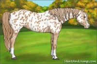 Horse Color:Chestnut Splash Near Leopard 