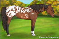 Horse Color:Bay Appaloosa