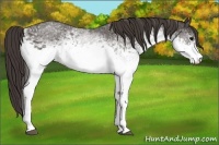 Horse Color:White Spotted Smoky Black