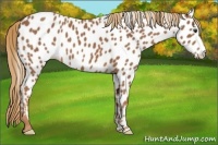 Horse Color:Chestnut Near Leopard 