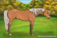 Horse Color:Silver Bay 