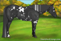 Horse Color:White Spotted Black 