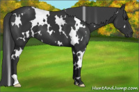 Horse Color:White Spotted Black 