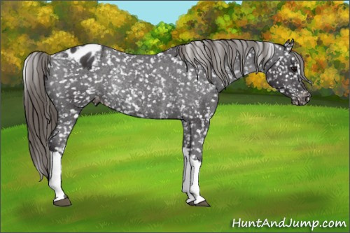 Horse Color: Smoky Black Blanket Rabicano 