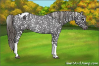 Horse Color:Smoky Black Blanket Rabicano 