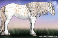 Horse Color:White Spotted Gold Cream Champagne Appaloosa
