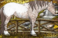 Horse Color:Sable Champagne Appaloosa 