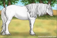 Horse Color:White Spotted Cremello Splash Appaloosa 