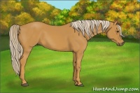 Horse Color:Palomino 