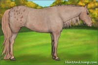 Horse Color:Chestnut Blanket  Brindle