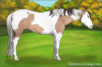 Horse Color:Amber Champagne Splash Tobiano 