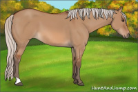 Horse Color:Silver Bay Dun 