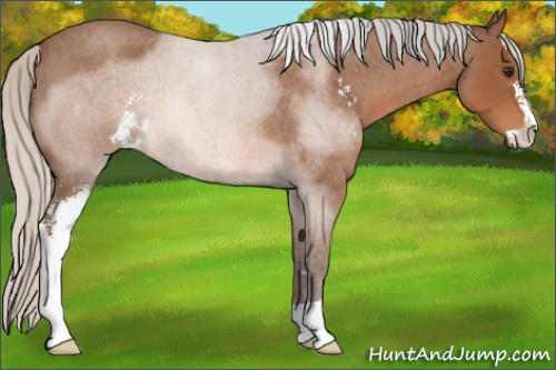 Horse Color: Silver Bay Roan Sabino 