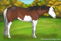 Horse Color:Bay Splash 