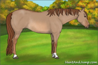 Horse Color:Red Dun Rabicano