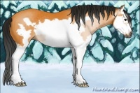 Horse Color:Gray Buckskin Splash Frame