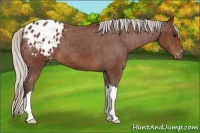 Horse Color:Silver Brown Appaloosa 