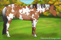 Horse Color:White Spotted Bay 