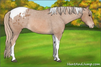 Horse Color:Chestnut Tobiano Blanket Rabicano 