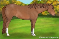 Horse Color:Chestnut 