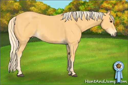 Horse Color: Palomino Sabino Rabicano 