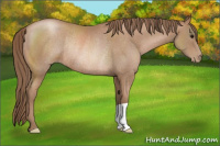 Horse Color:Black Pearl Rabicano 