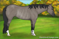 Horse Color:Grullo Rabicano 