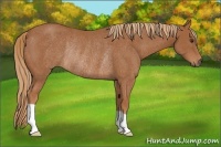 Horse Color:Chestnut Rabicano 