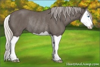 Horse Color:Silver Black Splash Rabicano 