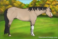 Horse Color:Bay Dun