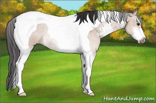 Horse Color: Bay Dun Sabino Tobiano Rabicano 