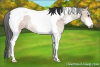 Horse Color:Bay Dun Sabino Tobiano Rabicano 