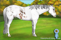 Horse Color:Brown Sabino 